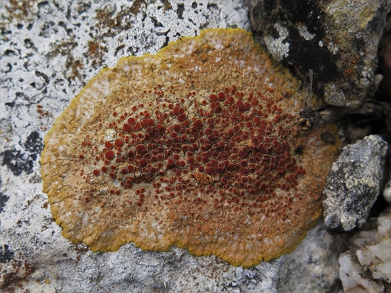 Orange Lichen photo 4
