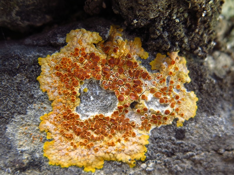 Orange Lichen photo 5
