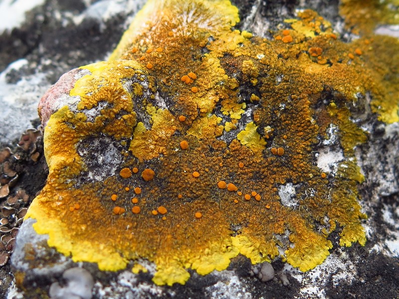 Orange Lichen photo 6