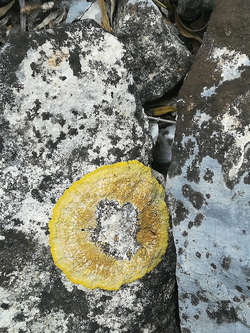 Orange Lichen photo 7