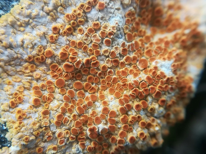 Orange Lichen photo 8