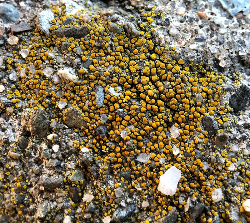 Orange Lichen