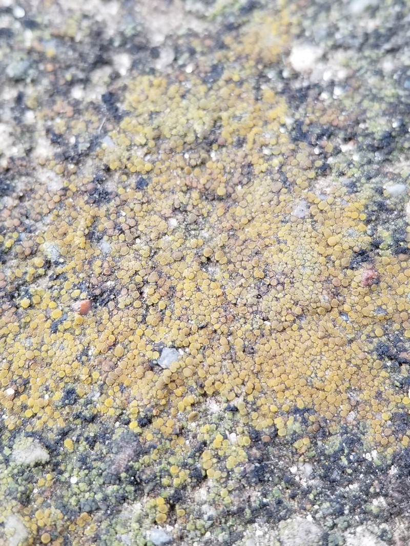 Orange Lichen photo 2