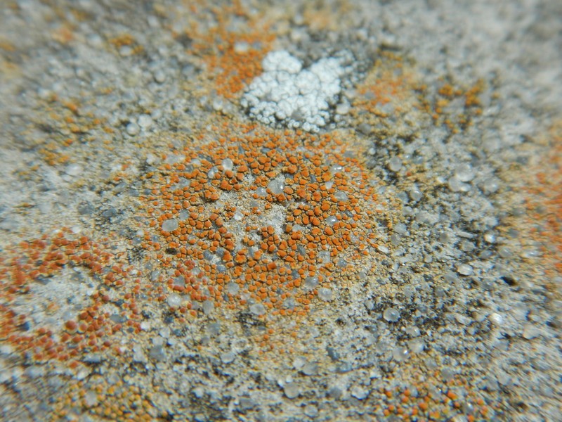 Orange Lichen photo 3
