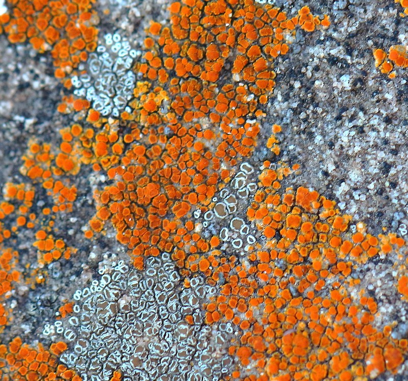 Orange Lichen photo 5