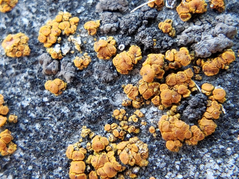 Orange Lichen photo 6