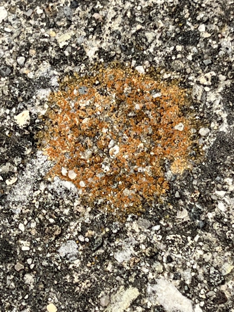 Orange Lichen photo 7