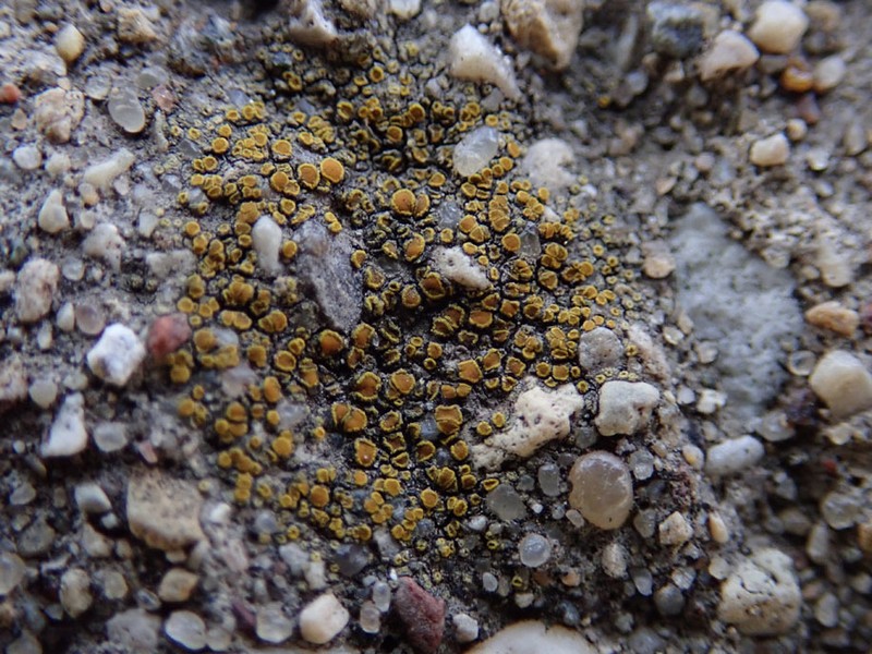 Orange Lichen photo 8