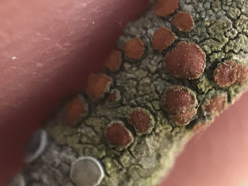 Orange Lichen
