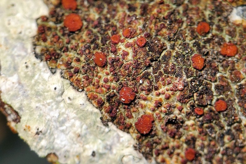Orange Lichen photo 2