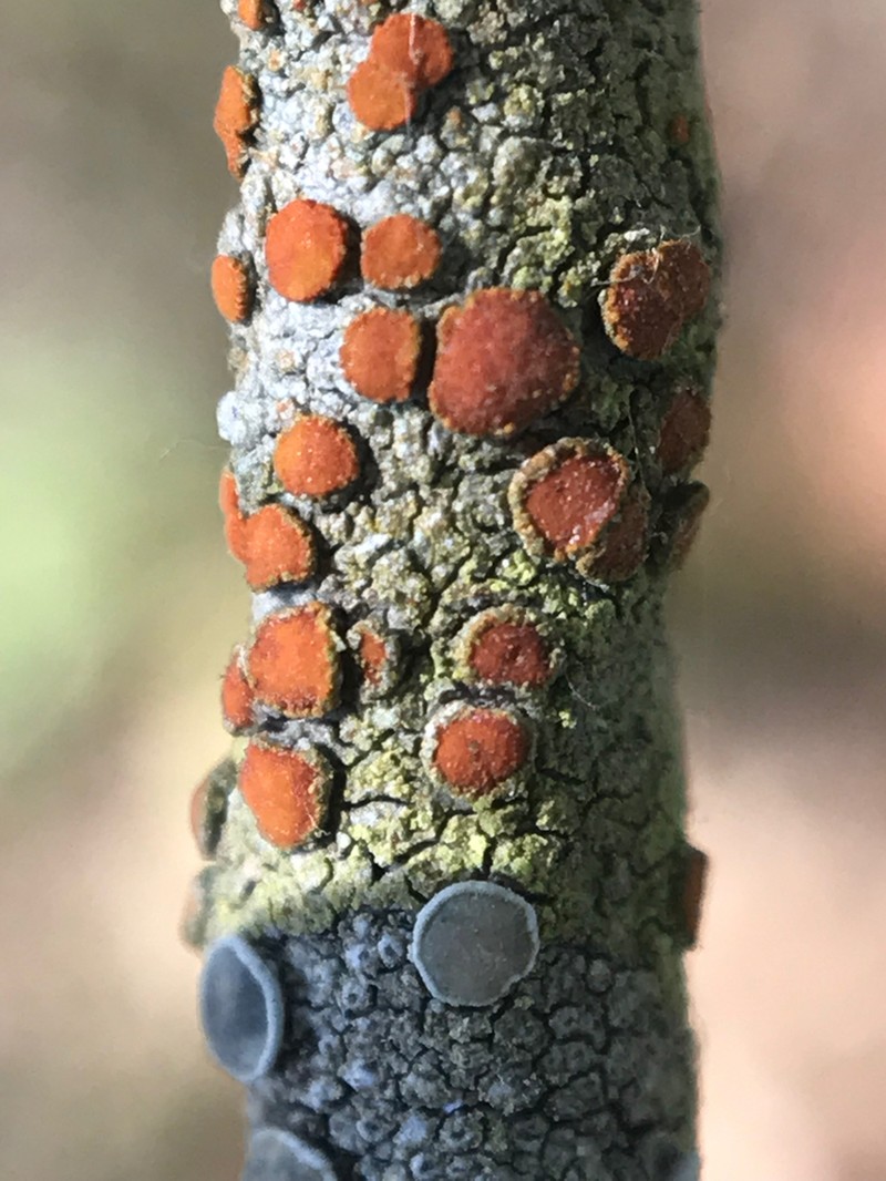 Orange Lichen photo 3