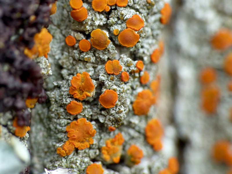 Orange Lichen photo 4