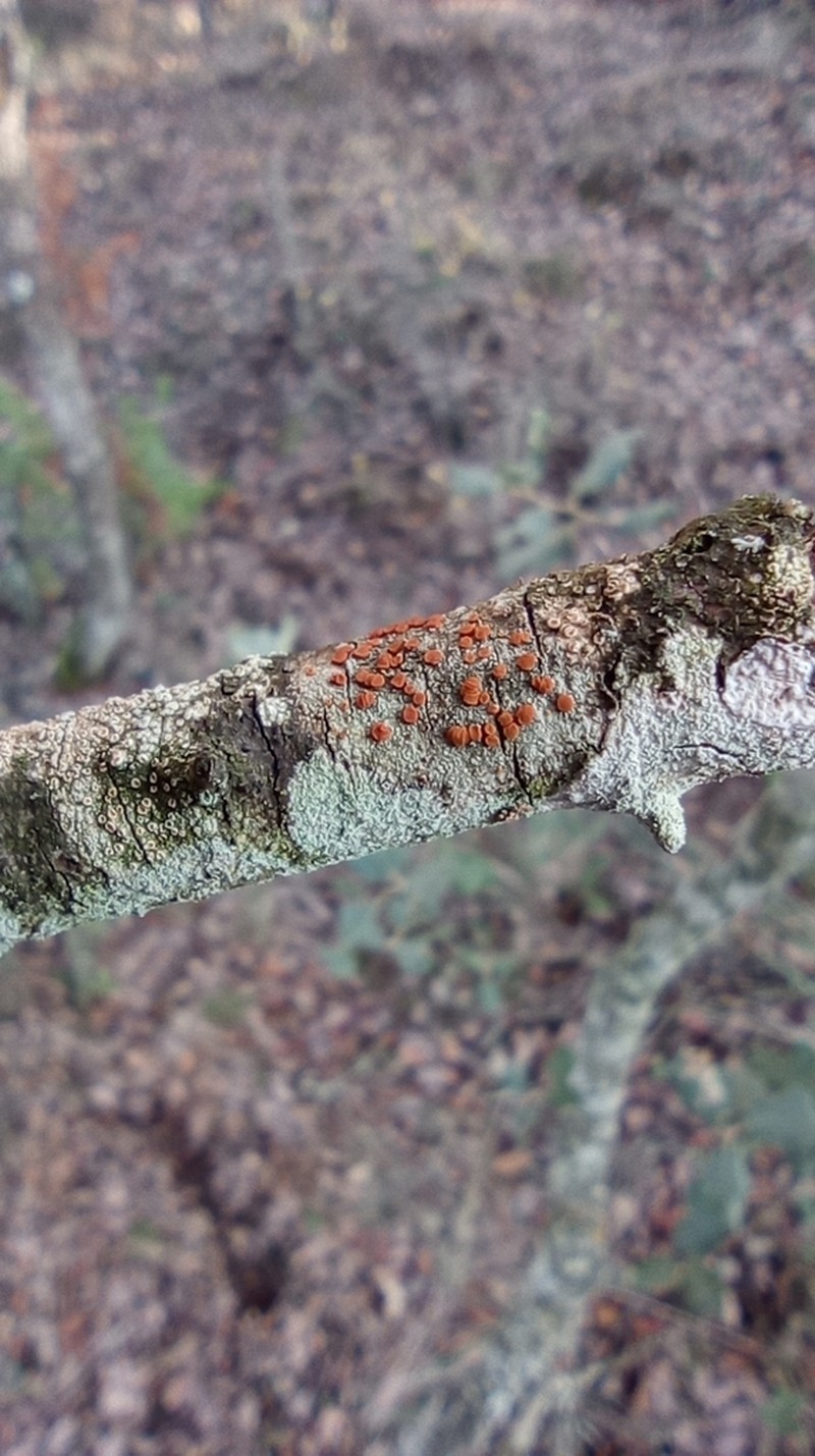 Orange Lichen photo 5