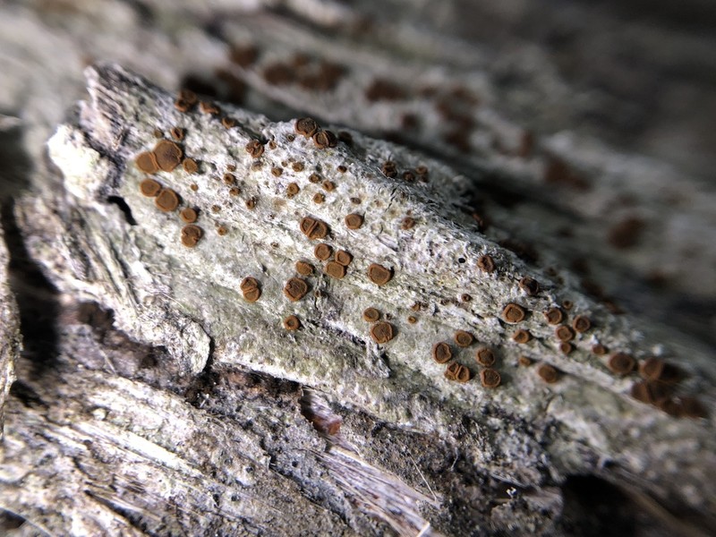 Orange Lichen photo 6
