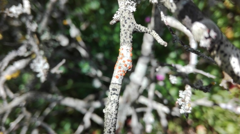 Orange Lichen photo 7