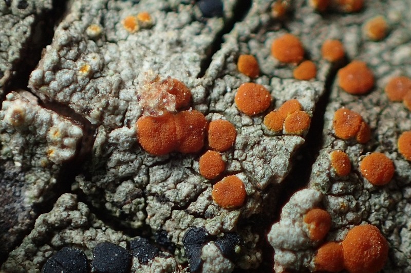 Orange Lichen photo 8