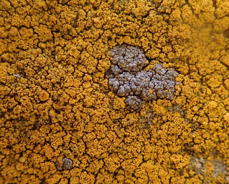 Caloplaca flavogranulosa photo 2