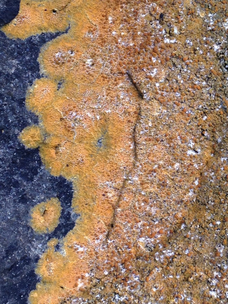 Caloplaca flavogranulosa photo 4