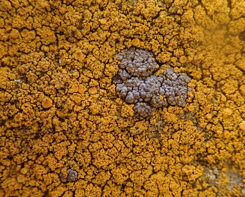 Caloplaca flavogranulosa photo 5