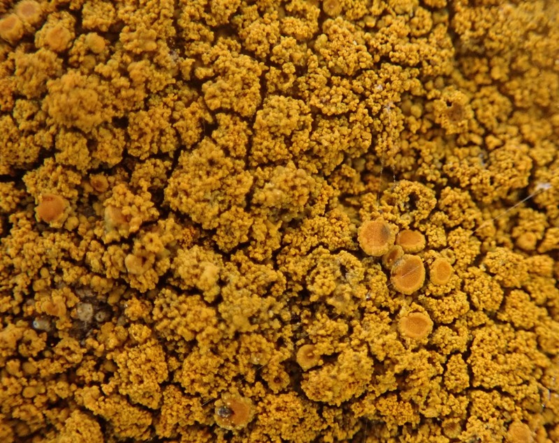 Caloplaca flavogranulosa photo 6