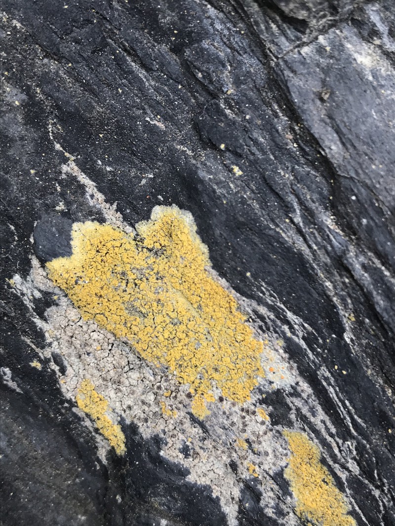 Caloplaca flavogranulosa photo 7