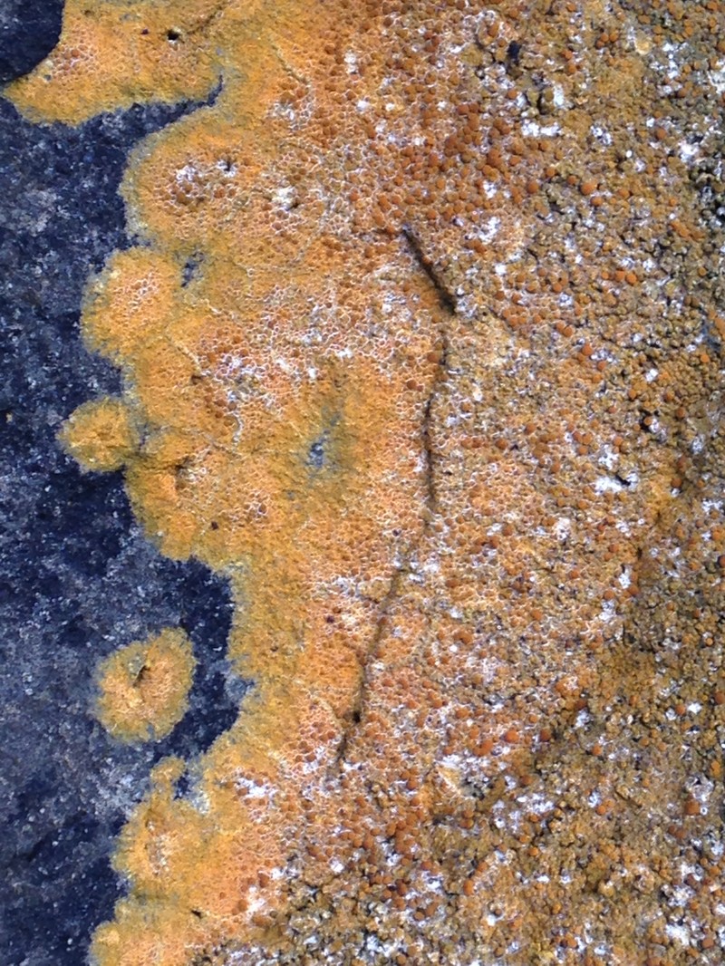 Caloplaca flavogranulosa photo 8