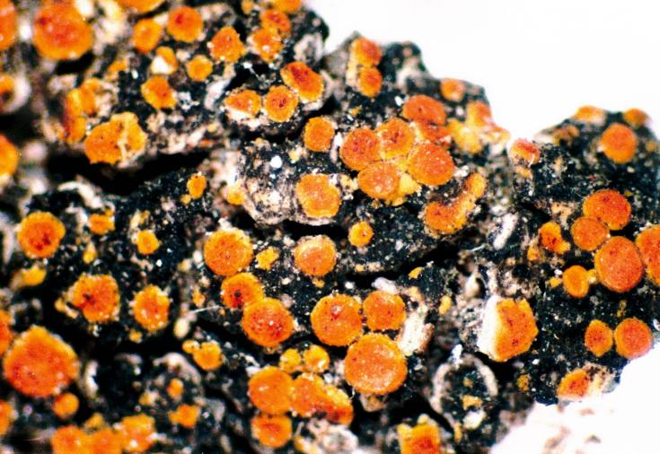 Orange Lichen