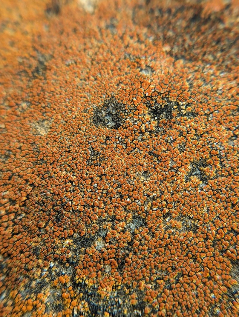 Orange Lichen