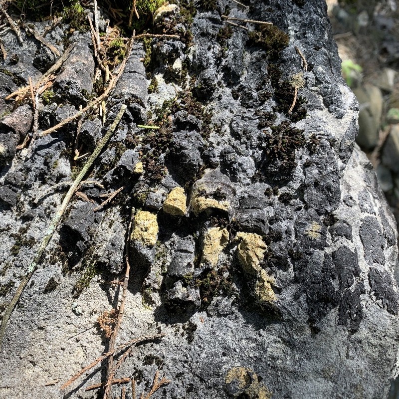 Orange Lichen photo 2