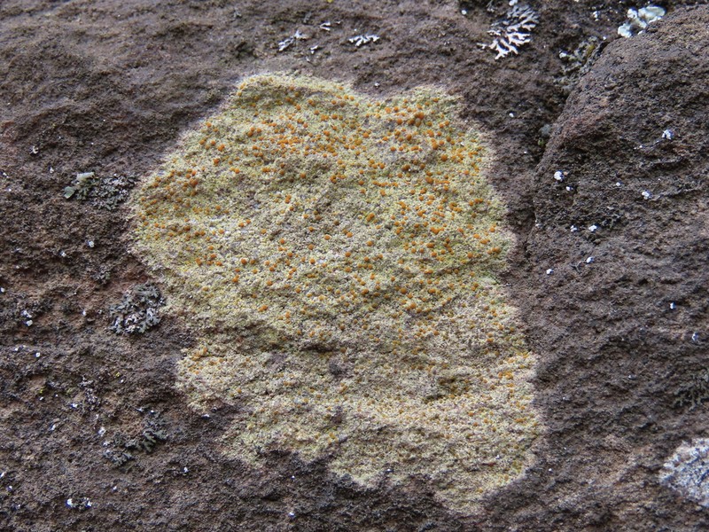 Orange Lichen photo 3