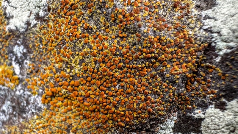 Orange Lichen photo 7
