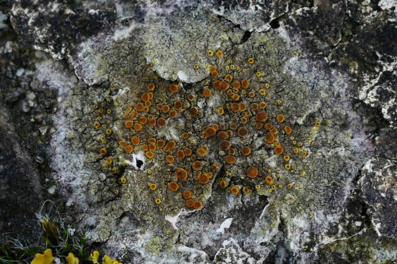 Orange Lichen photo 8