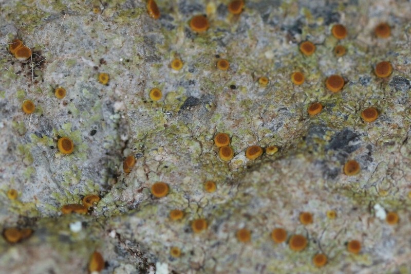 Orange Lichen photo 5