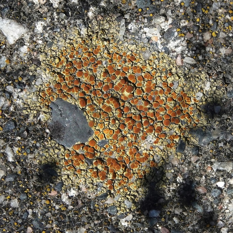 Orange Lichen photo 6
