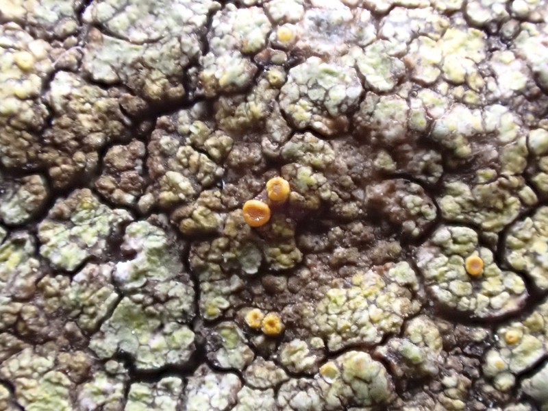 Orange Lichen photo 7