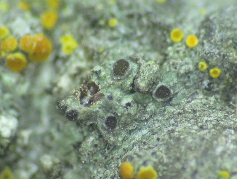 Florida Orange Lichen