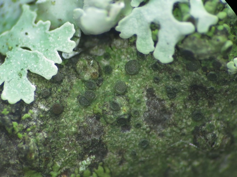 Florida Orange Lichen photo 2