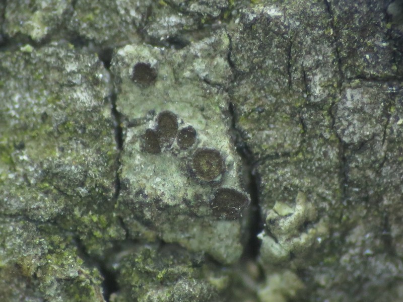 Florida Orange Lichen photo 3
