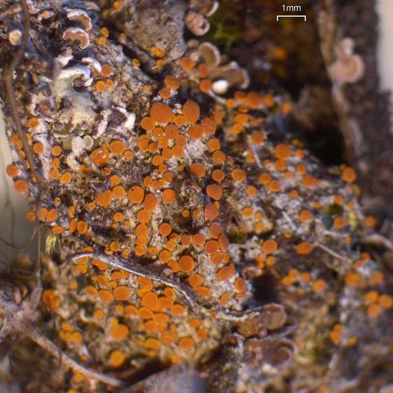 Caloplaca friesii photo 2