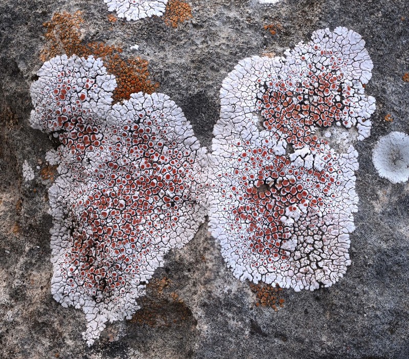 Orange Lichen