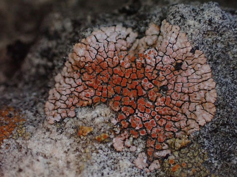 Orange Lichen photo 2