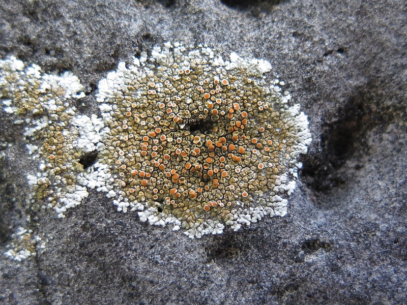 Orange Lichen photo 3