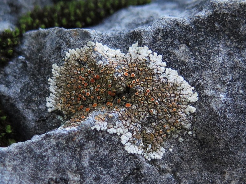 Orange Lichen photo 4