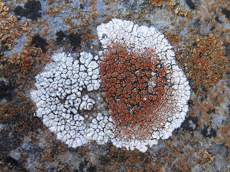 Orange Lichen photo 5