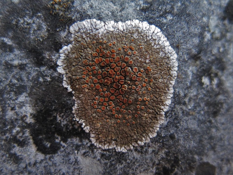 Orange Lichen photo 6