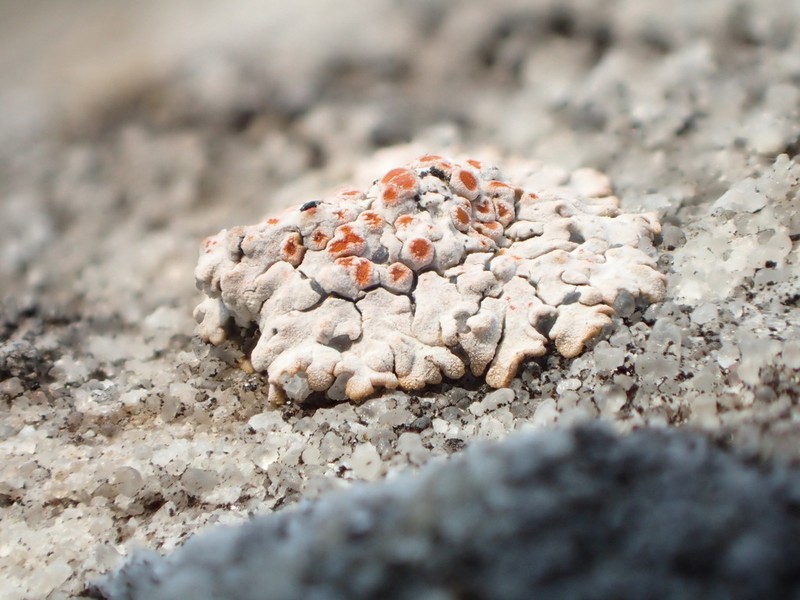 Orange Lichen photo 7