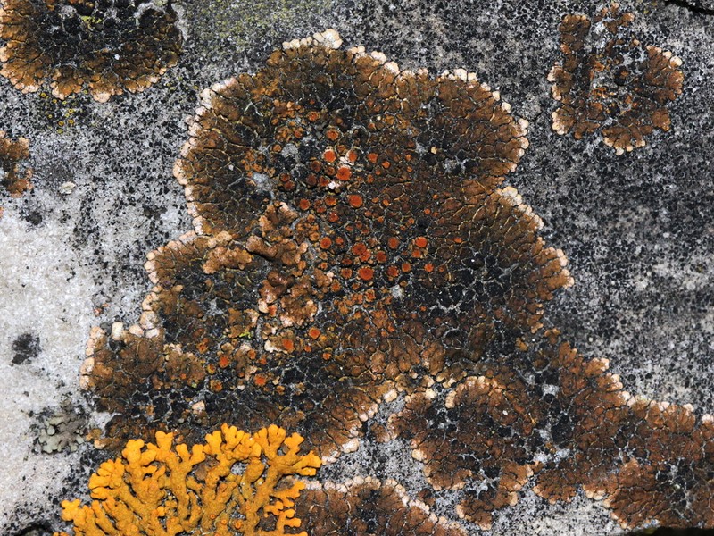 Orange Lichen photo 8