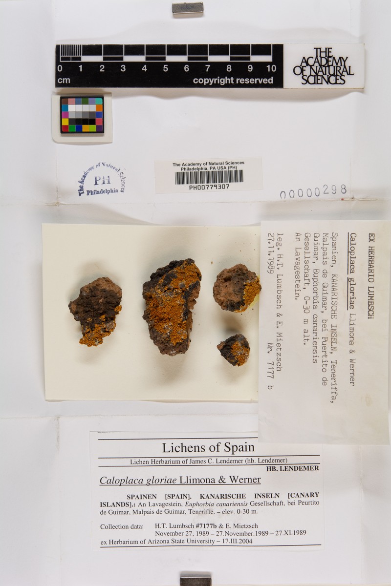Caloplaca gloriae