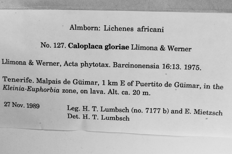 Caloplaca gloriae photo 2