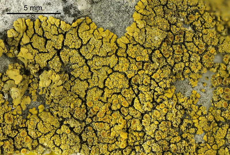 Granulose Orange Lichen